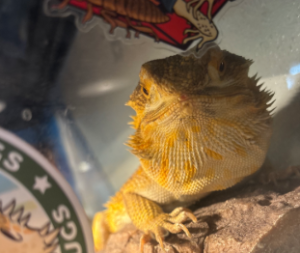 Mango "Vess" Provencio, Emma's bearded dragon